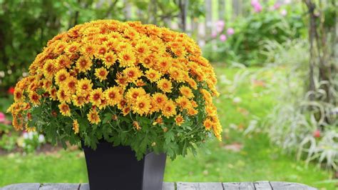 How To Plant And Grow Chrysanthemum Bunnings Australia