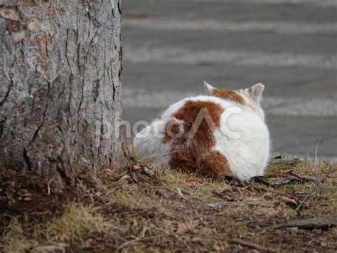 かわいい猫のしぐさ・くつろぐ猫ちゃん No 25732157｜写真素材なら「写真ac」無料（フリー）ダウンロードok