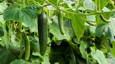 Over Water Cucumber Plants Herbs And Food Recipes