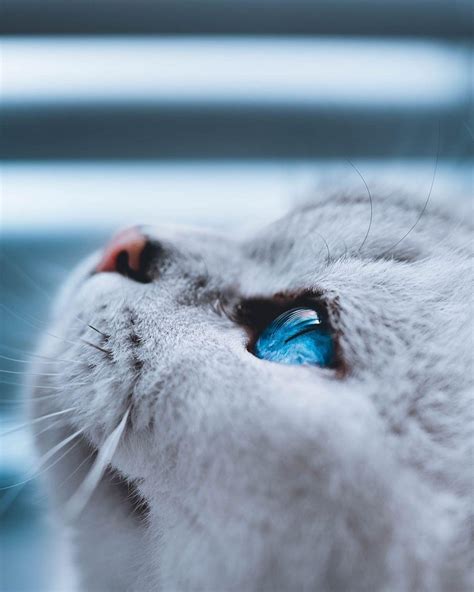 Sapphire blue eyes : r/aww