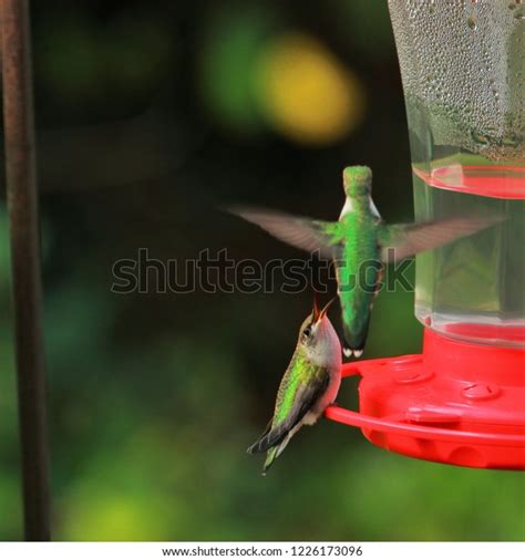 Hummingbird Mating Dance Stock Photo 1226173096 | Shutterstock