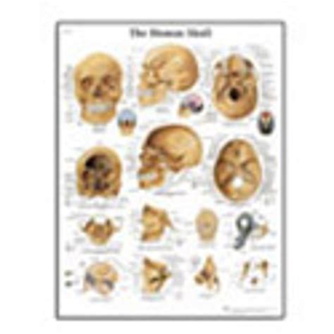 Human Skull Chart Laminated Poster 197 X 264 Ddp Medical Supply