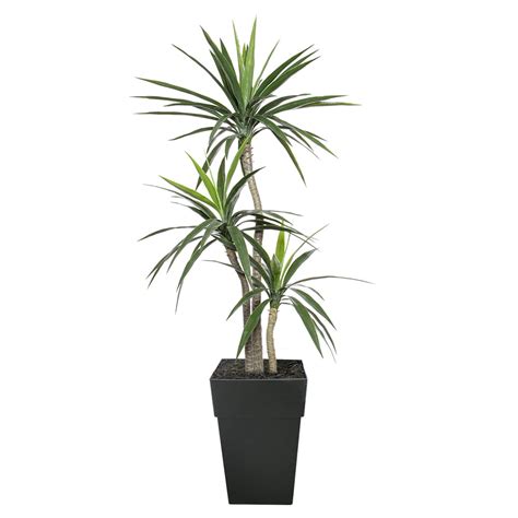 Yucca Artificiel En Pot Ext Rieur D Cors V Ronneau