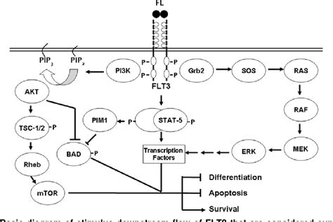 Figure From A Role Of Flt Gene Mutation In Acute Myeloid Leukemia