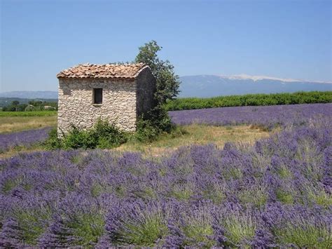 Cabanon Au Milieu Des Coquelicots Photo De Bastides Et Cabanons