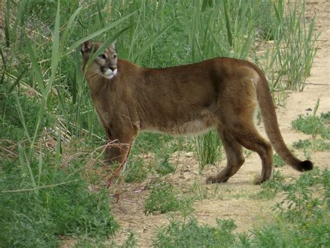 Doña Ana caves to federal agency on trapping - Rio Grande Chapter