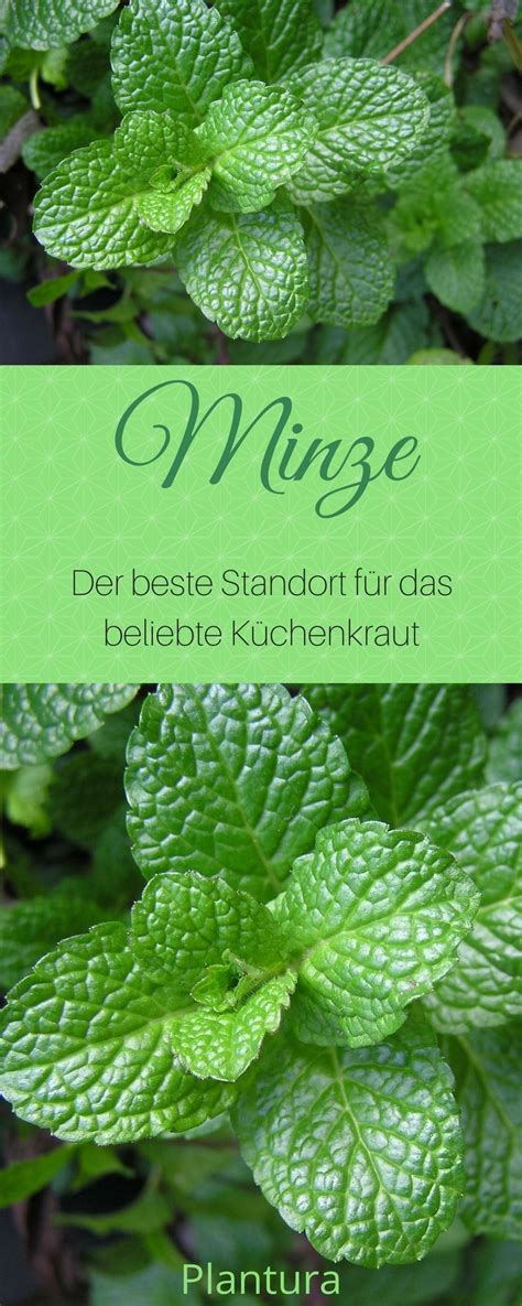 Minze Im Garten