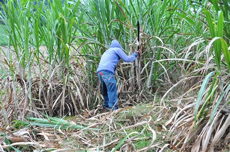 ¿cÓmo Beneficia La ProducciÓn De CaÑa De AzÚcar A MÉxico