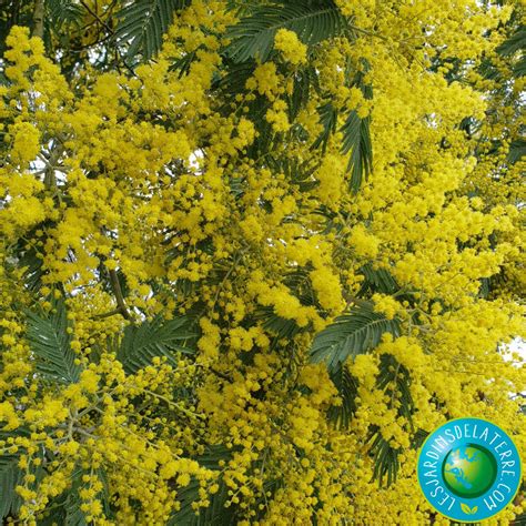 Mimosa Dhiver Acacia Dealbata Gaulois Astier