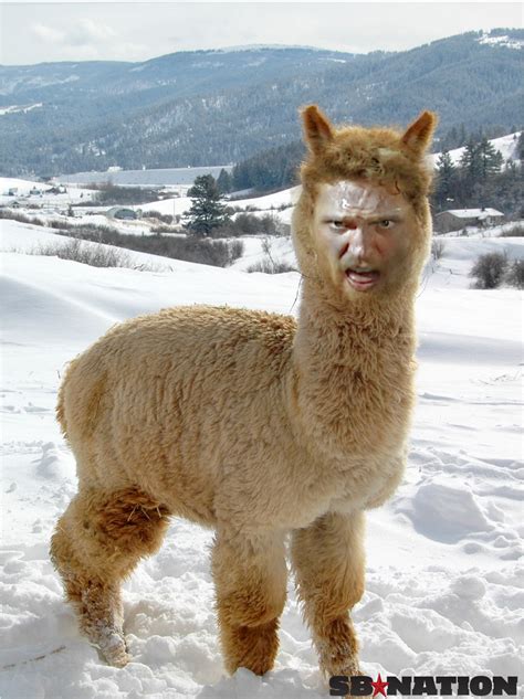 Hunter Pence the alpaca makes World Series debut - SBNation.com