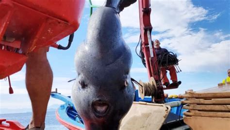 VÍDEO pescadores encontram peixe lua gigante no mar de SC