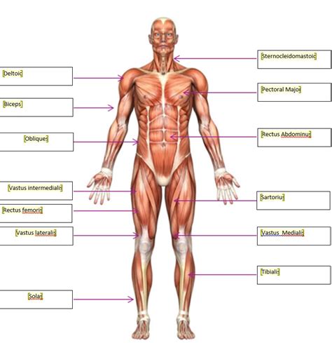 Labels Of The Muscular System