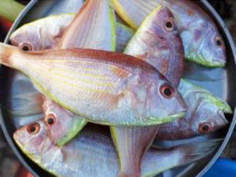 Ranipink Perch ಮದಮಲ್ Fish Buddys