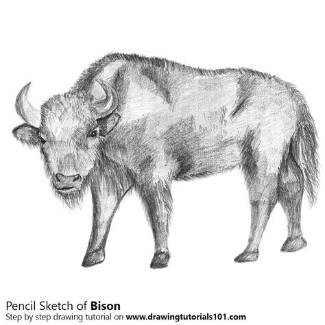 Bison Pencil Drawing - How to Sketch Bison using Pencils : DrawingTutorials101.com