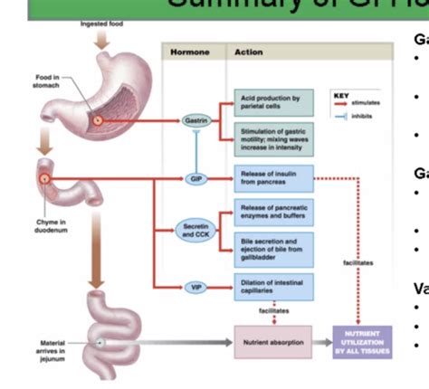 Digestion And Absorption Flashcards Quizlet