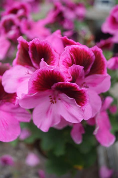 Pelargonium Grandiflorum Jolenta Engelsk Pelargonie Fuchsiahaven