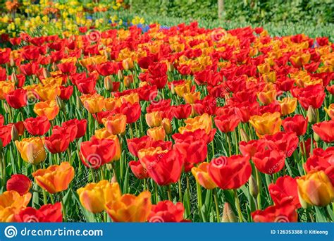 As Tulipas Coloridas Super Florescem No Keukenhof Famoso Foto De Stock