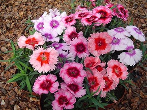 Seedscare Dianthus Ideal Select Mixed 50 Seeds By Seedscare Amazon