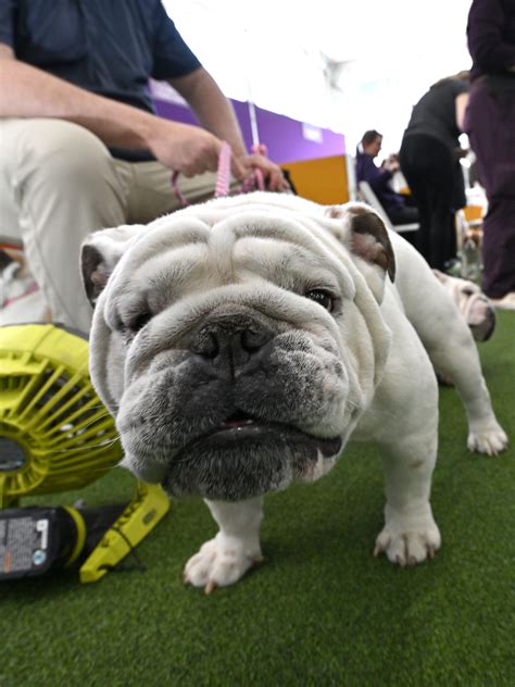 2023 Westminster Dog Show in NYC: Photos of Kennel Club's 147th year