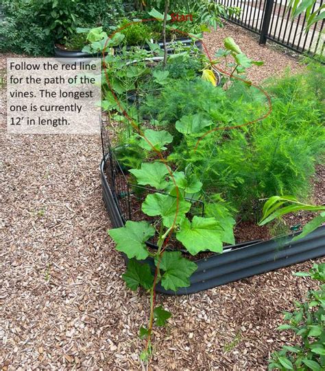 Growing Butternut Squash On A Trellis Ask The Food Geek