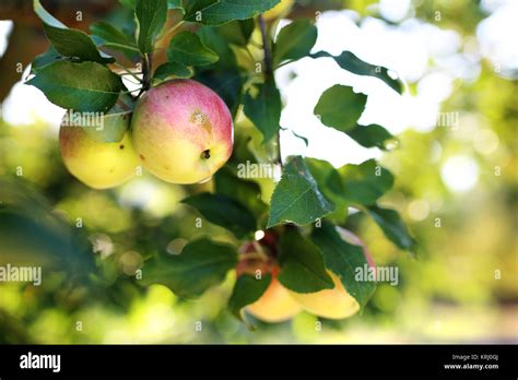 Huerto De Manzanas Cultivo Org Nico De Manzanas Fotograf A De Stock