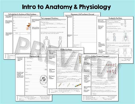 Anatomy And Physiology Notes Bundle Suburban Science