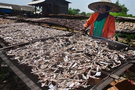 Harga Ikan Asin Naik Antara Foto