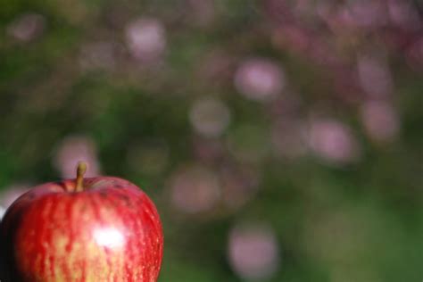 Free Images Apple Tree Branch Blossom Fruit Sunlight Leaf