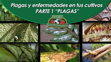 Conoce Las Plagas Y Enfermedades M S Comunes En Las Plantas