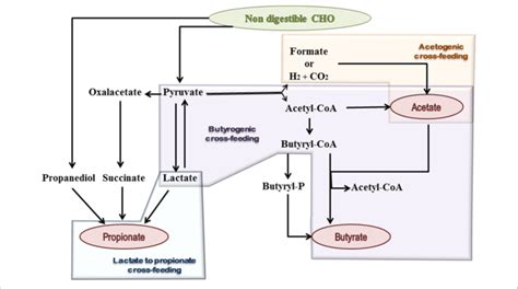 Schematic Representation Of Microbial Metabolic Pathways And