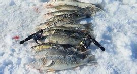 Walleye Ice Fishing