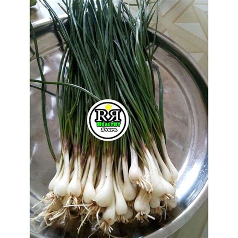 Jual bibit kucai/daun kucai/bawang kucai kuncay Indonesia|Shopee Indonesia