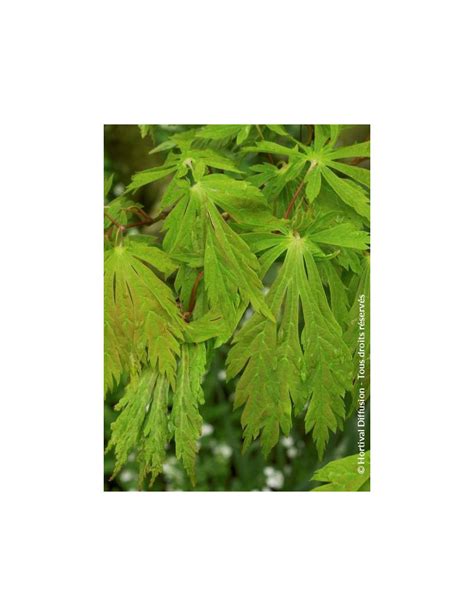 Acer Japonicum Aconitifolium Rable Du Japon Feuille D Aconit