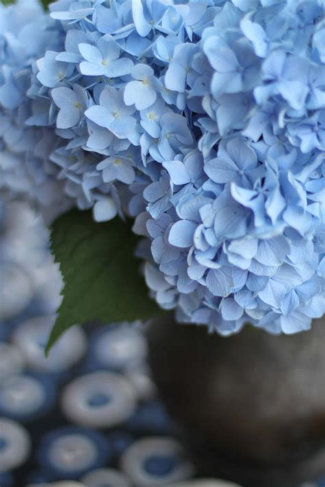 Getting Stitched on the Farm: Blue Hydrangeas in the Garden