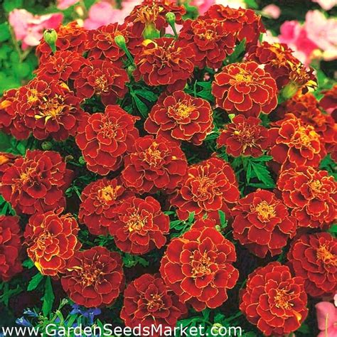 Marigold Aurora Red Seeds Tagetes Patula Nana Fl Pl 350 Seeds Garden Seeds Market Free