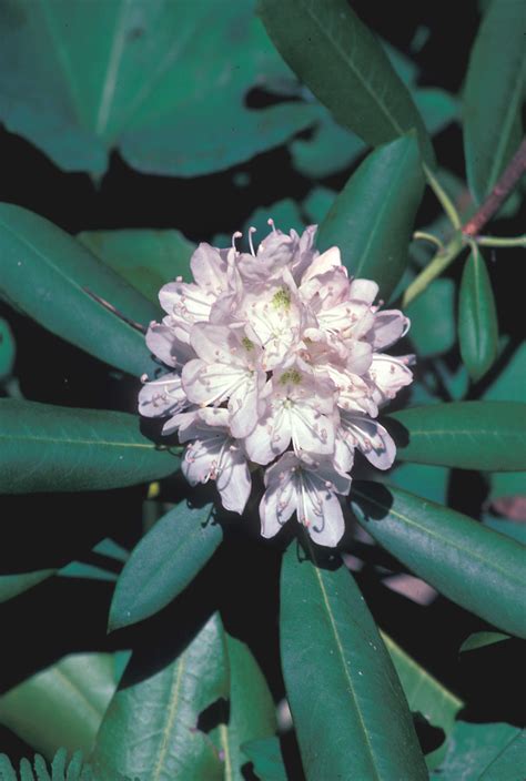 Rhododendron Maximum Great Rosebay Rhododendron Go Botany