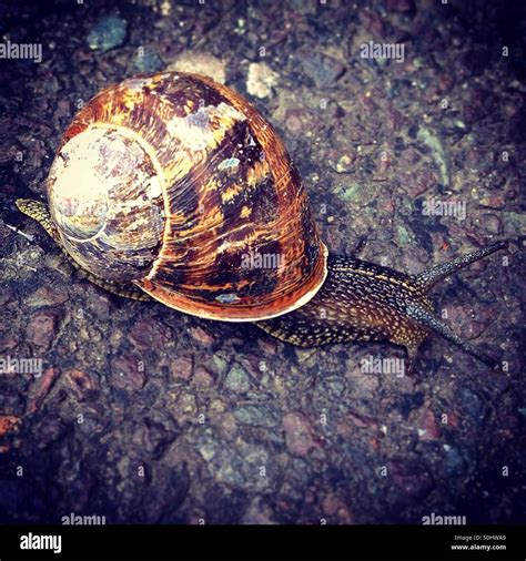 Snail Crossing The Road Stock Photo Alamy