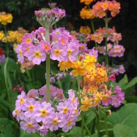 Primula x bulleesiana - Dorset Perennials