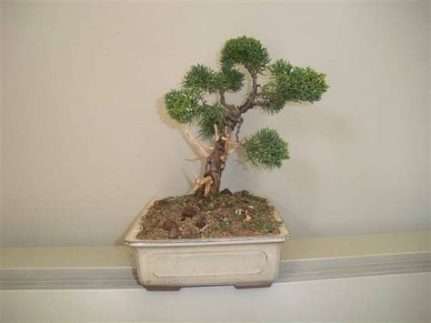 Juniperus Chinesis Les Chuhin Et Autres Grands Bonsa Parlonsbonsai