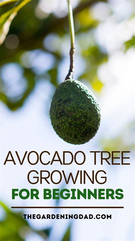 Easy Tips To Grow Avocado In Pots Growing An Avocado Tree Grow