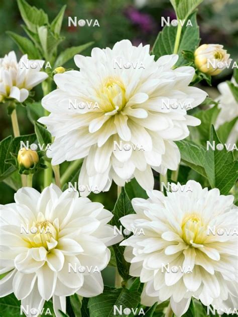 Dahlia Dahlinova Hypnotica White Improved