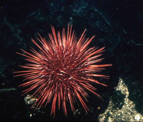 Free Picture Red Sea Urchin