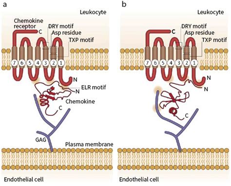 Chemokine Structure And Function Sino Biological