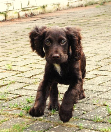 Meet Rosie: The Adorable Boykin Spaniel Puppy