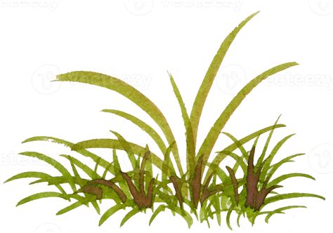 Watercolor Grass Png 18723780 Png