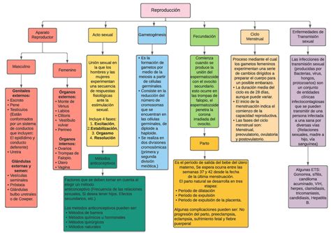 Mapa Conceptual De Reproducción Sexual Reproducción Aparato Reproductor Femenino Masculino