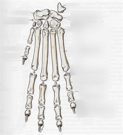 Dog - Carpus and Manus Diagram | Quizlet