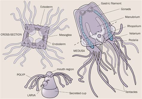 Manubrium Jellyfish