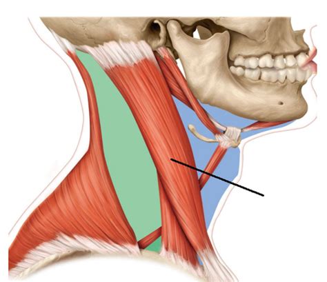 A P Lab Practical Muscles Diagrams Flashcards Quizlet