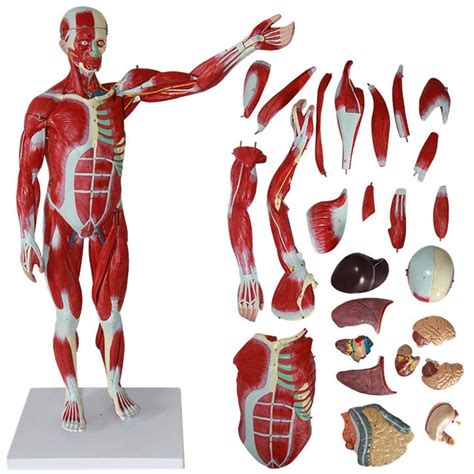 Buy FGDSA Human Muscle And Organ Model Open Back Exposes Muscular